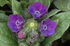 Cynoglossum lanceolatum